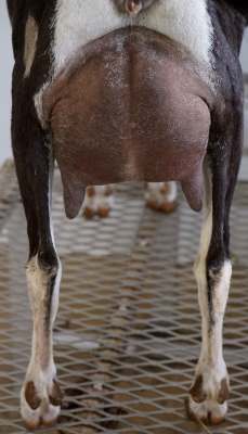 Bizzy Udder