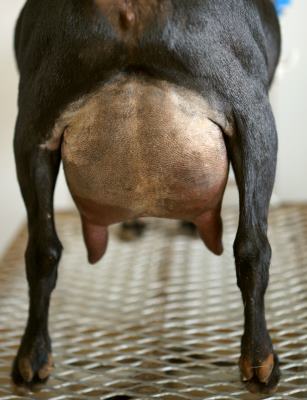 Chakra Udder