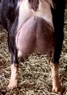 Cupcake Udder