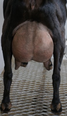 Daydream Udder