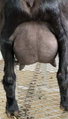 Dreamer Udder