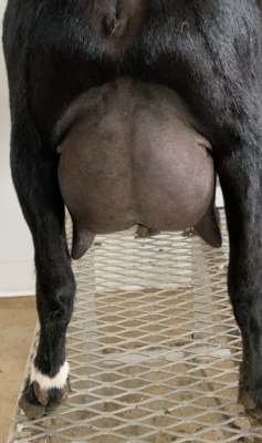 Dreamsicle Udder