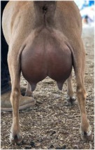 Easy's Sire's Dam Udder