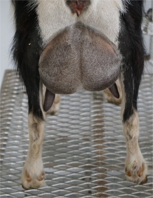 Encore Udder