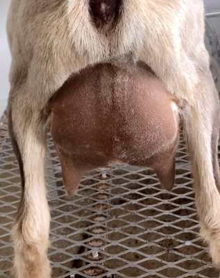 Faith Udder