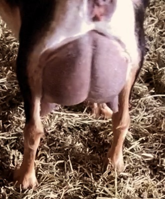Hearts Udder
