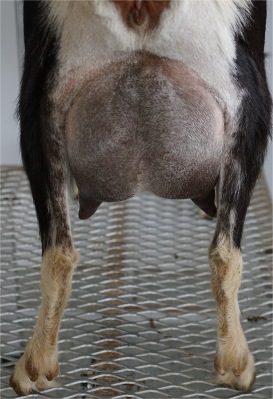 Star Udder