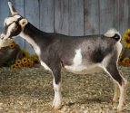 Jitterbug