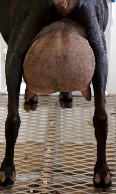 Love Goddess Udder