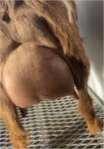 Dam's Udder