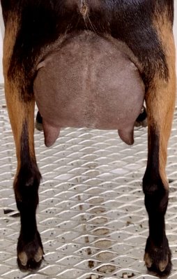 Pie Udder
