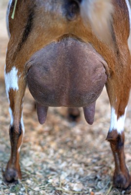 Pumpkin Udder