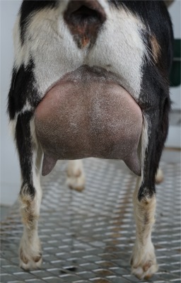 Rainy Udder