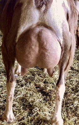 Rebel Udder