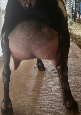 Sparkle Udder