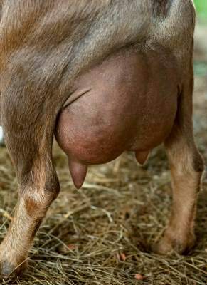 Star Udder