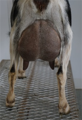Sugar Rush Udder