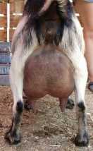 Sire's Dam's Udder