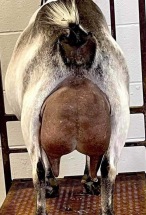 Sire's Dam's Udder